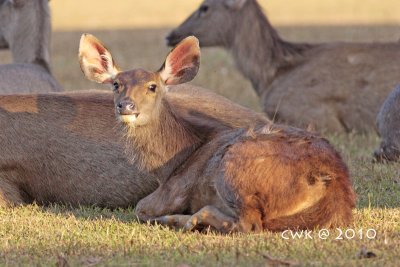 Khao Yai Mammals