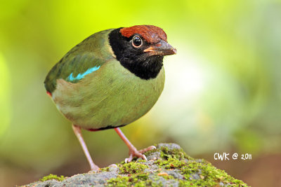 Pitta sordida - Hooded Pitta