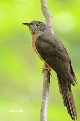 Cacomantis sepulcralis aeruginosus - Rusty-breasted Cuckoo