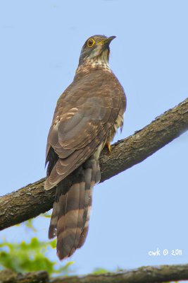 IMG_6145.jpg