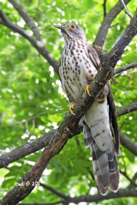 Juvenille Large Hawk Cuckoo