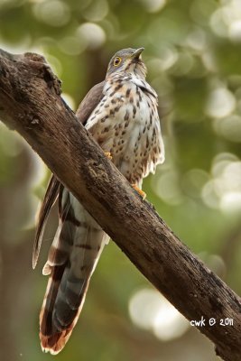 IMG_6737.jpg