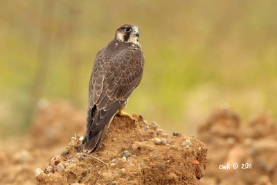 Juvenille Peregine Falcon