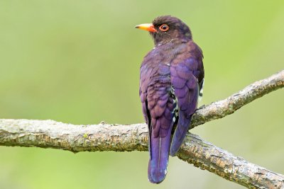 Phaenicophaeus calyorhynchus - Violet Cuckoo