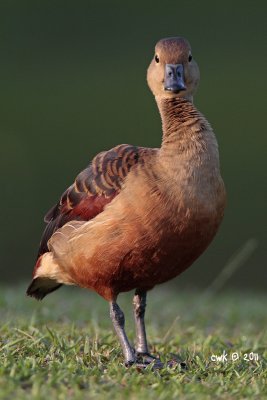 IMG_6791.jpg