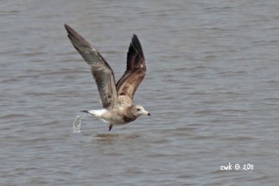 Larus crassirostris - Black-tailed Gull