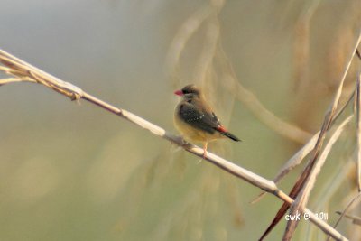 IMG_9580.jpg