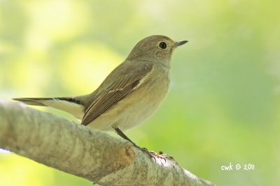 Ficedula albicilla - Red-throated Flycatcher
