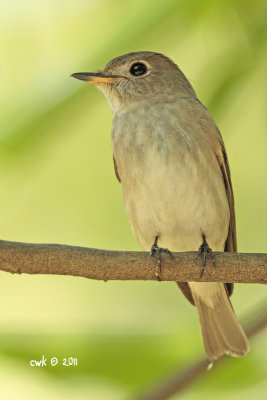 Muscicapa dauurica - Asian Brown Flycatcher