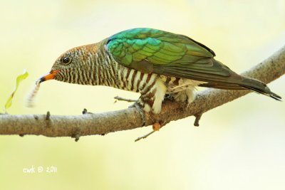 Chrysococcyx maculatus - Asian Emerald Cuckoo