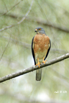 Accipiter soloensis - Chinese Goshawk