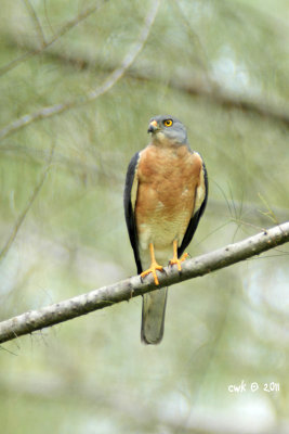 Accipiter soloensis - Chinese Goshawk