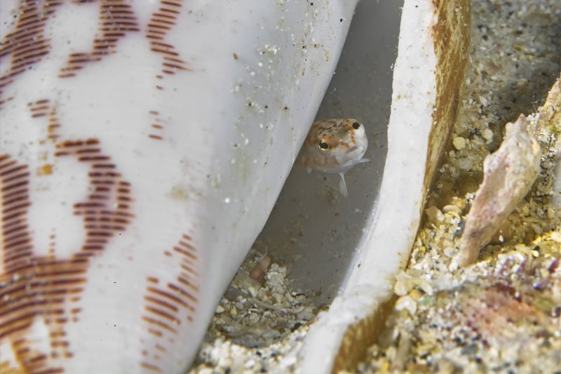 Sand perch in hermit crab shell