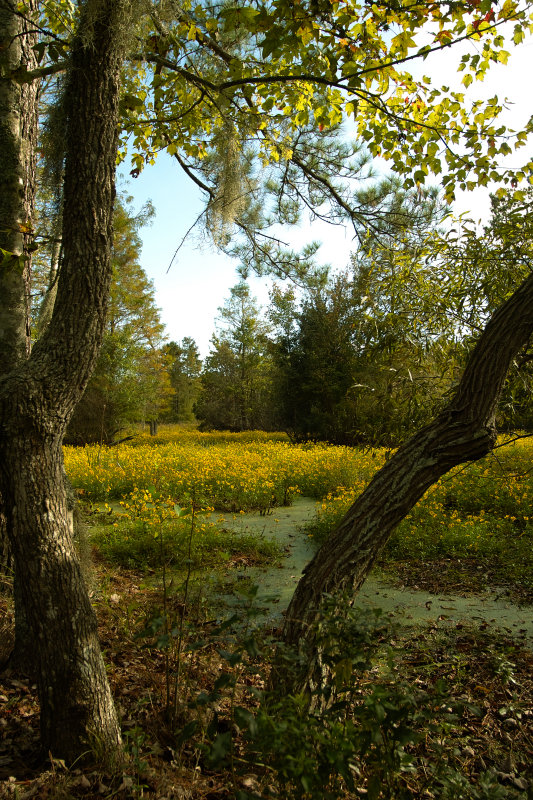 JohnLindroth_SDIM5025.jpg