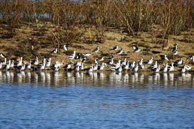 Migratory birds arriving marsh in Larkspur, California.