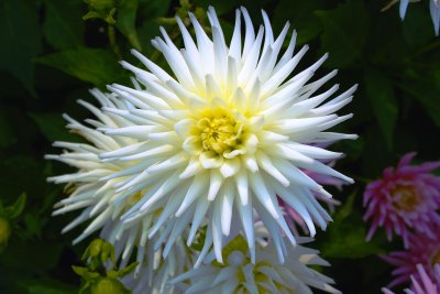 White Flower on Vancouver Island