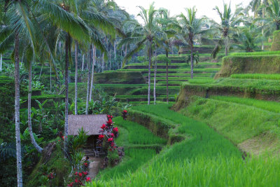 Bali-035.jpg