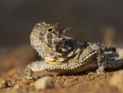 horny toad at dawn