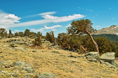 Bristle Cone Pine on Mt Evans Road