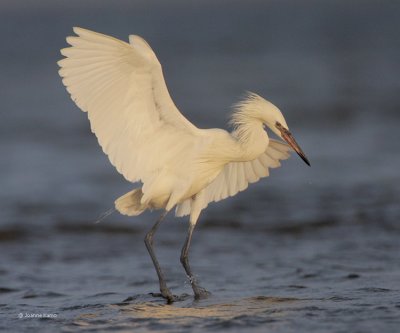 Reddish Egret