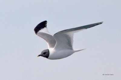 Sabine's Gull