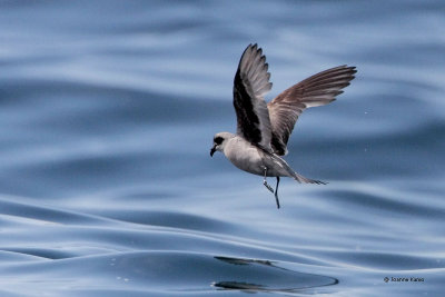 Fork-tailed Storm Petrel