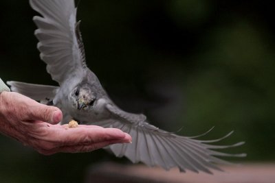 Canada Jay