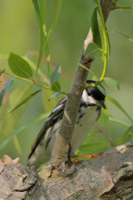 Blackpoll Warbler