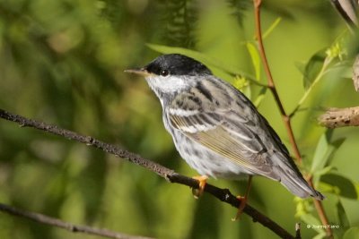 Blackpoll Warbler
