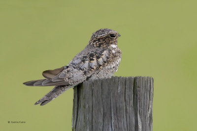 Common Nighthawk