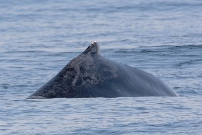 Humpback Whale Hump