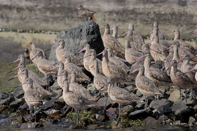 Marbled Godwits and Short-billed Dowitcher