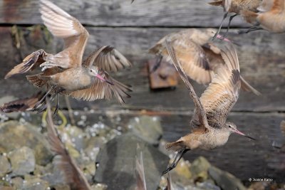 Marbled Godwits