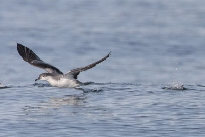 Buller's Shearwater