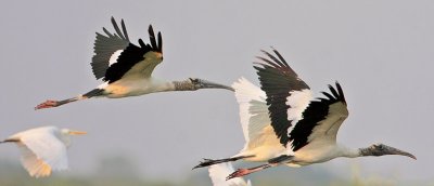 Wood Storks, Great Egrets