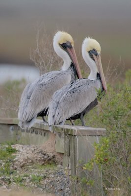 Brown Pelicans