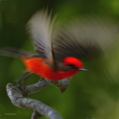 Vermillion Flycatcher