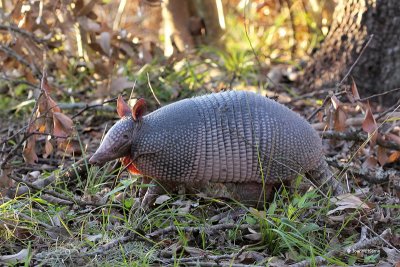 Armadillo