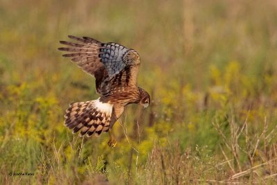 Northern Harrier