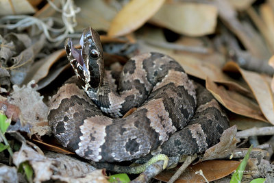 Brazos Bend Snakes