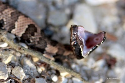 Cottonmouth