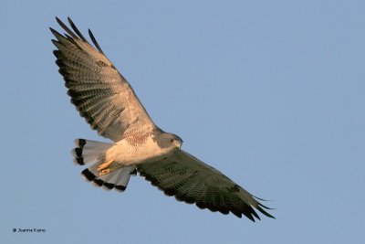 White-tailed Hawk