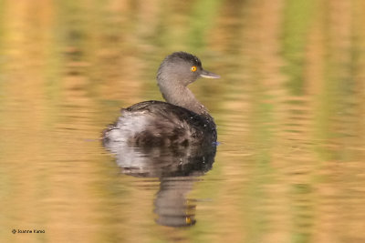 Least Grebe