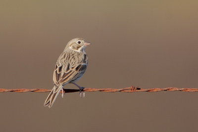 Vesper Sparrow