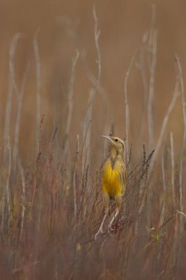 Eastern Meadowlark