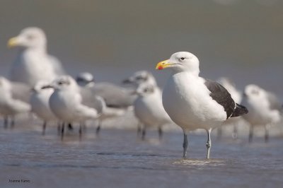 Kelp Gull