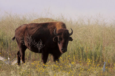 American Bison