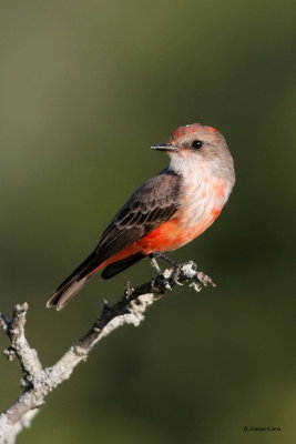 Vermillion Flycatcher