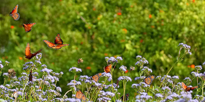 Queen Butterflies