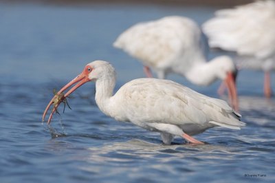 White Ibis